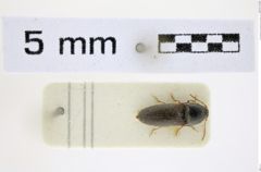 Foto (Dorsalansicht) von Glyphonyx brevis (Fleutiaux, 1941) (NHMW-ZOO-COL-0008493)